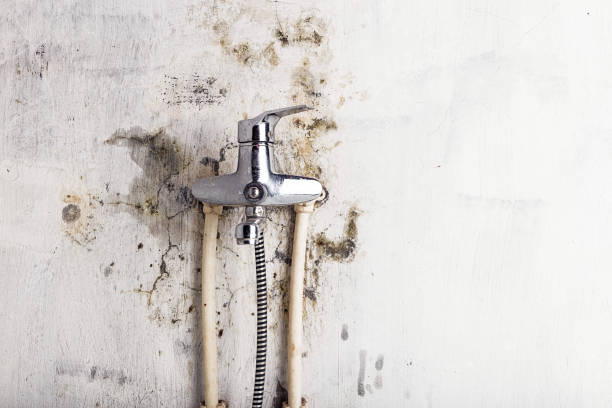 Best Mold Cleaning Services  in Chadwicks, NY