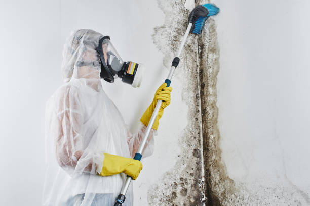 Best Residential Mold Removal  in Chadwicks, NY