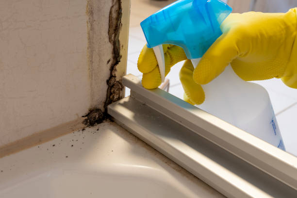 Mold Removal Process in Chadwicks, NY