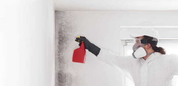 Best Commercial Mold Removal  in Chadwicks, NY