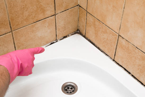 Best Mold Damage Repair  in Chadwicks, NY